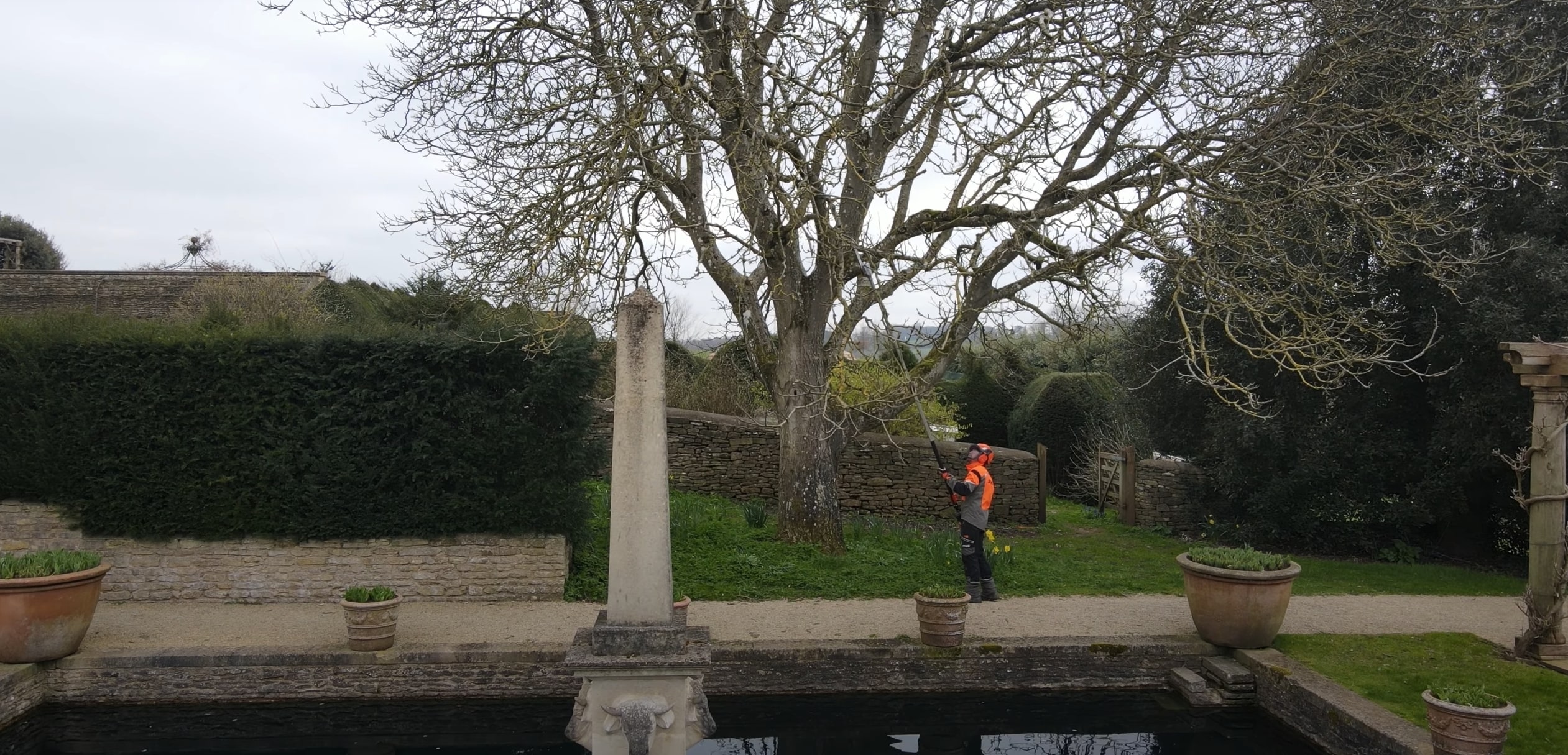 Tree cabling, bracing and structural support in Davis, CA